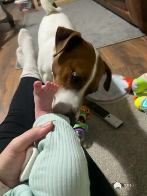 Flash - JRT looking for Female - Video