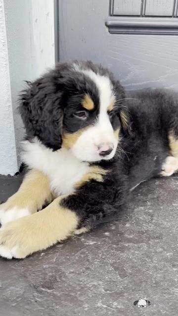 Bernese Puppies Purebreed 2 Girls Left - Video