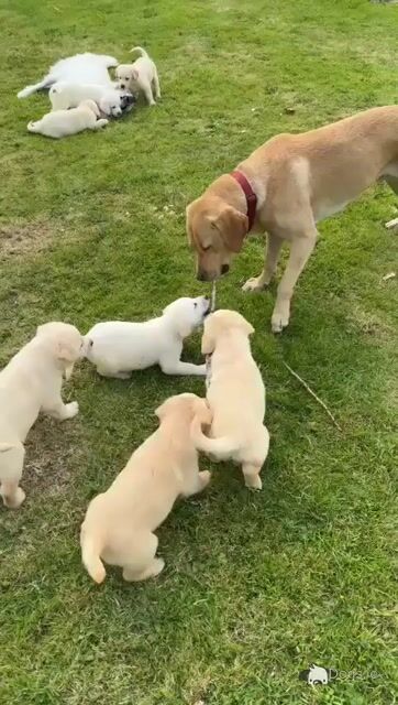Golden Labrador for stud - Video