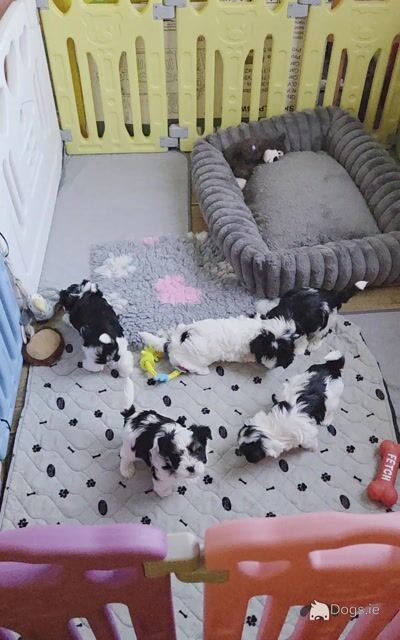 Pedigree Biewer Yorkshire Terrier puppies in Donegal - Video