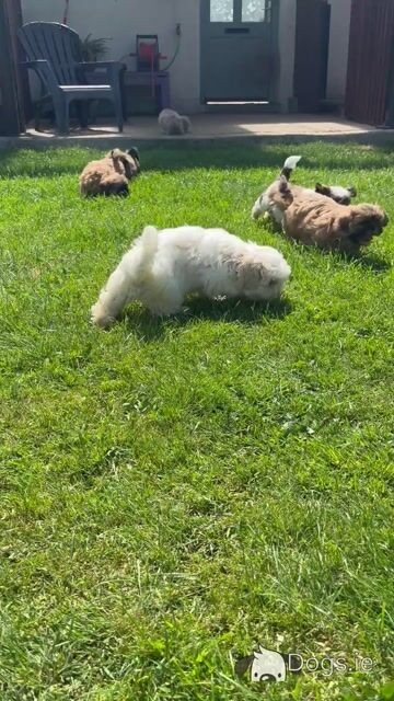 Shih Tzu puppies in Kildare - Video
