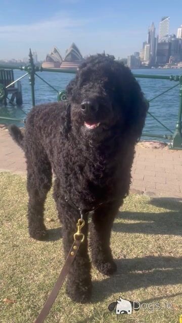Patrick is an Australian Cobberdog for Stud - Video