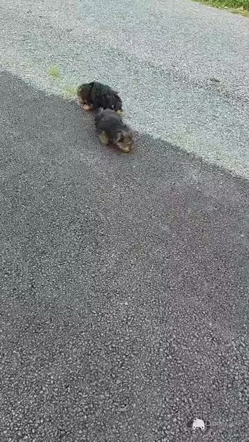 Yorkshire Terrier puppies in Longford - Video