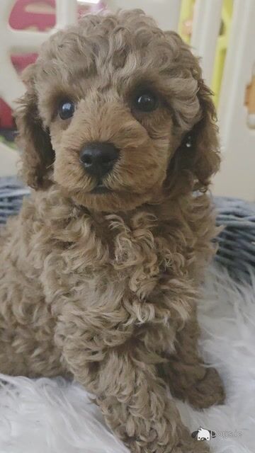 IKC (PENDING) Registered Toy Poodle Puppies - Video