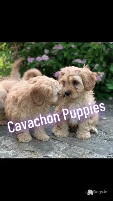 Adorable Cavachon puppies 🐶 - Video