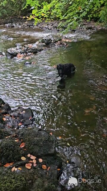 Last two Bordoodle puppies for sale in Mayo - Video