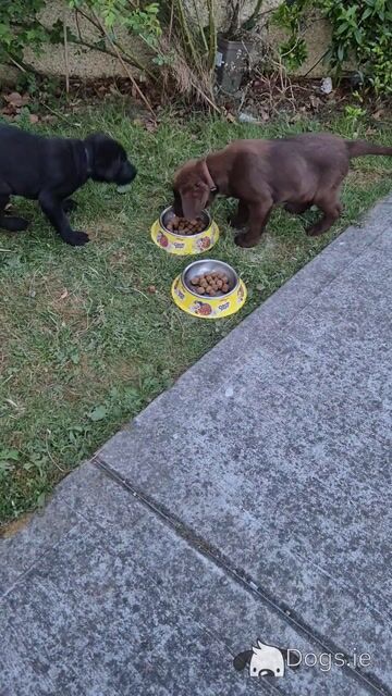 Blue eye male Labrador puppy left for sale in Limerick - Video