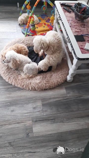 Miniature Poodle puppies in Mayo - Video