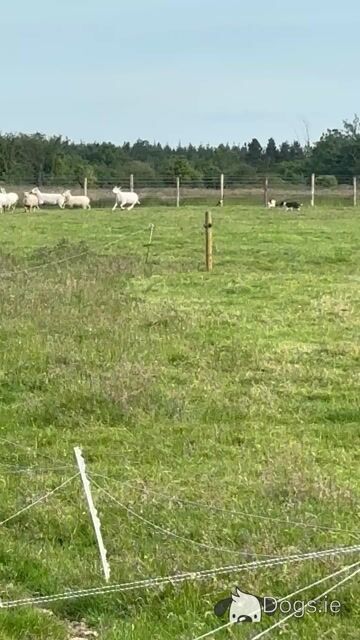 Male Border Collie puppy in Roscommon - Video