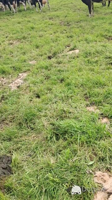 Working female Border Collie 'Sheepdog' in Tipperary - Video