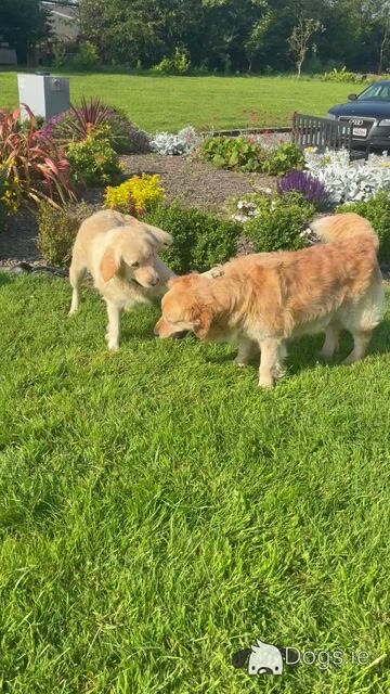 Beautiful IKC Registered Golden Retriever puppies in Roscommon - Video