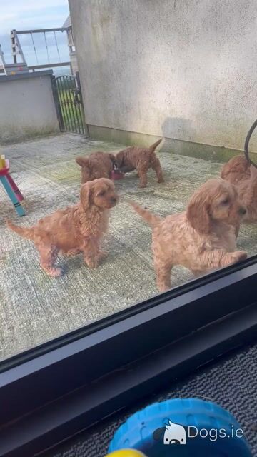 Champion miniature Cavapoo puppies 🐶🐶 in Kilkenny - Video