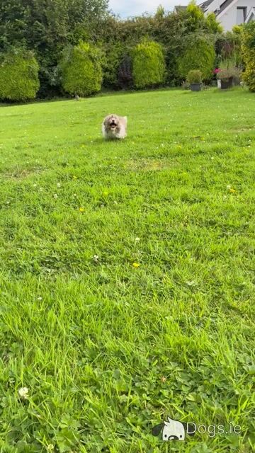 Adoreable Purebred Shih Tzu puppies in Clare - Video