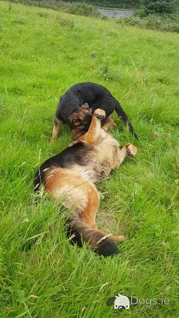 Female German Shepherd Pup IKC registered - Video