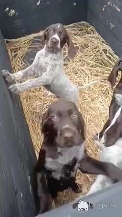 Pointer pups in Wexford - Video