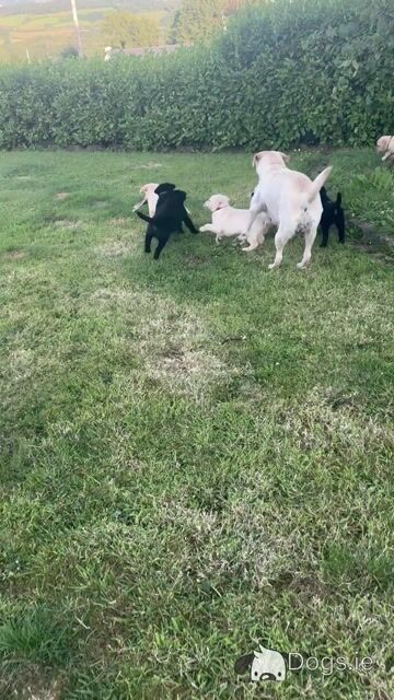 Golden and Black Labrador Puppies - Video