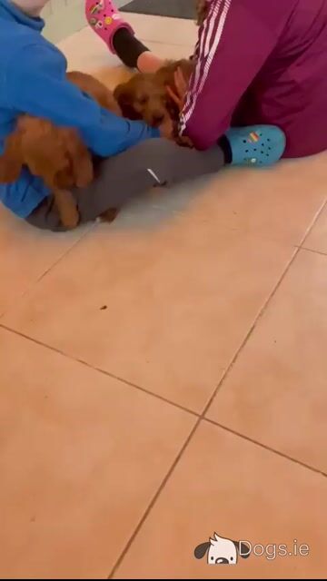 Miniature Golden Irish Doodles - Video