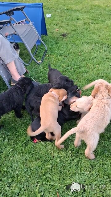 Lovely Labradoode puppies in Westmeath - Video