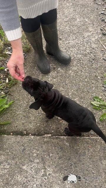 Cane Corso puppies in Down IKC Pending - Video