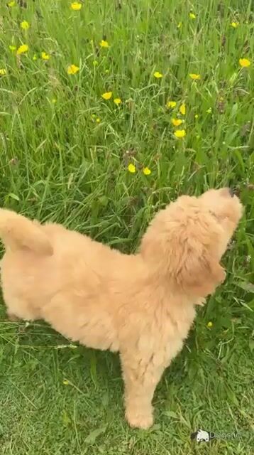 Bernedoodle puppies in Limerick - Video