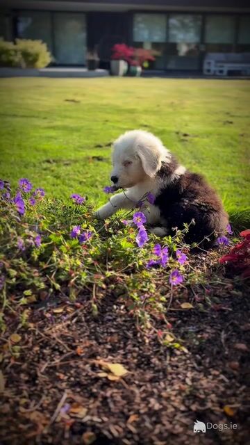 IKC Old English Sheepdog Puppies | Health-Tested Champion Bloodlines | Ready Now - Video