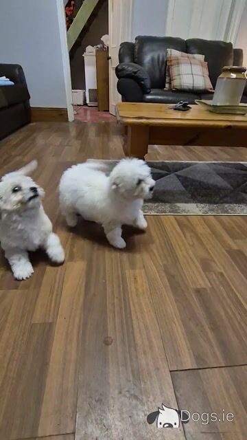 4 Adorable Westie x Poodle pups in Tipperary - Video