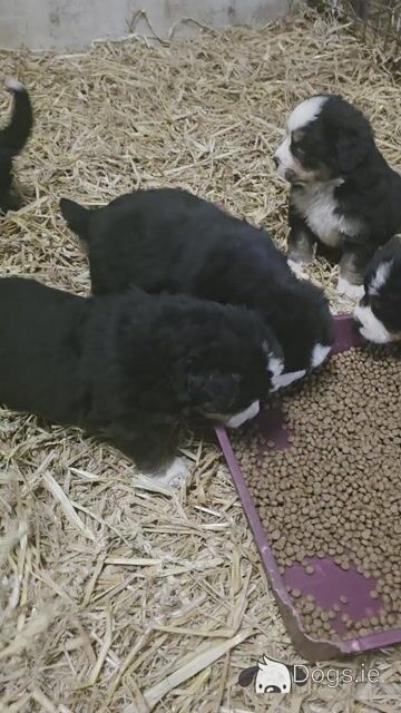 Stunning Bernese Mountain Dog pups - Video