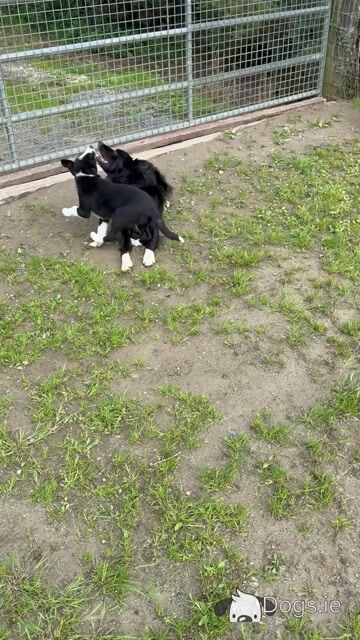 Border Collie puppies in Laois - Video