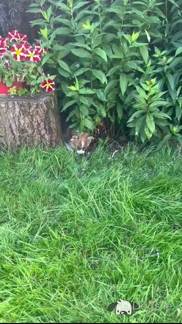 IKC Registered (pending) Corgi puppies for sale in Mayo - Video