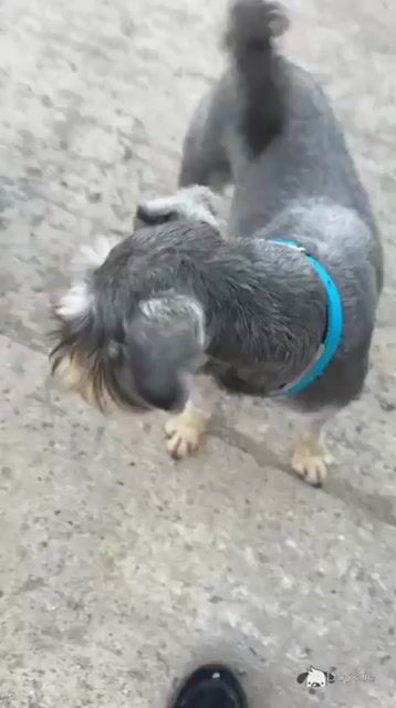 Beautiful miniature Schnauzer puppies 🐾 - Video
