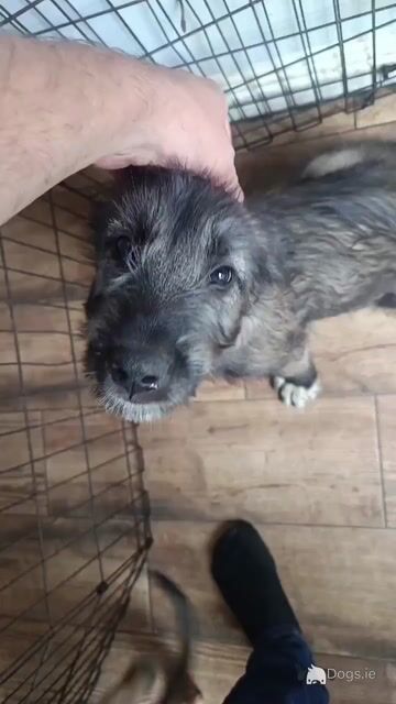 **IKC Registered (pending)** Irish Wolfhound puppies in Kildare - Video