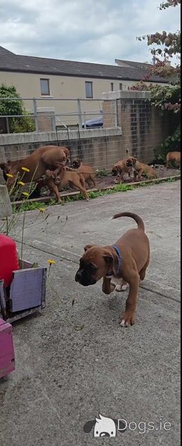 IKC Registered (pending) Premium Chunky Boxer puppies in Cork - Video