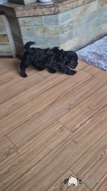 Stunning Cockapoo puppies male in Sligo - Video
