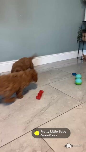 🐾 Deep Red Toy Cavapoo puppies in Carlow 🐾 - Video