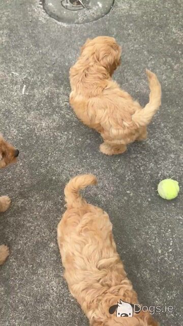 Cavapoo puppies in Monaghan - Video
