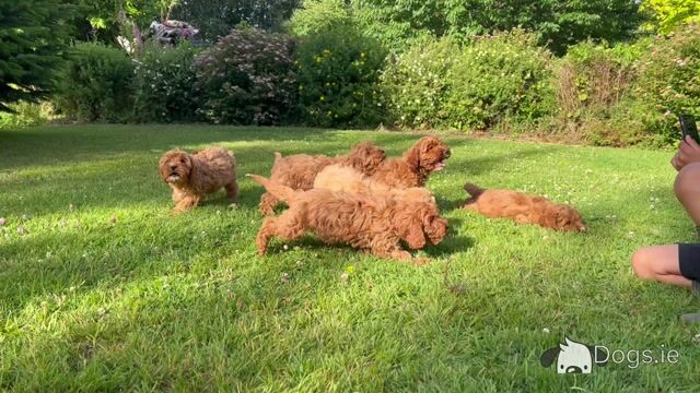 Cavapoo puppies 🐶🐶 in Wicklow - Video