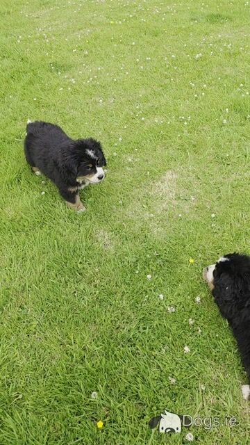 Stunning IKC Registrered Bernese Mountain Dog female puppies in Leitrim - Video