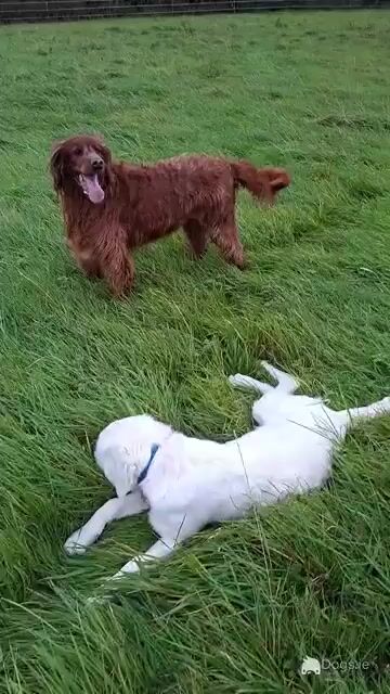 1 Year Old Golden Retriever Finn - Video