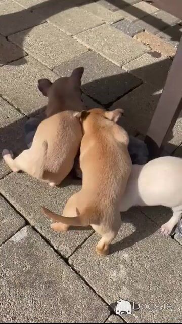 Beautiful Chihuahua puppies - Video