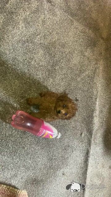 Four beautiful Red Toy Poodles for sale in Galway - Video