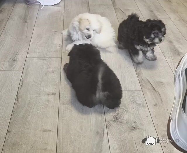 Beautiful Poochon/Pom puppies ready for their new home - Video