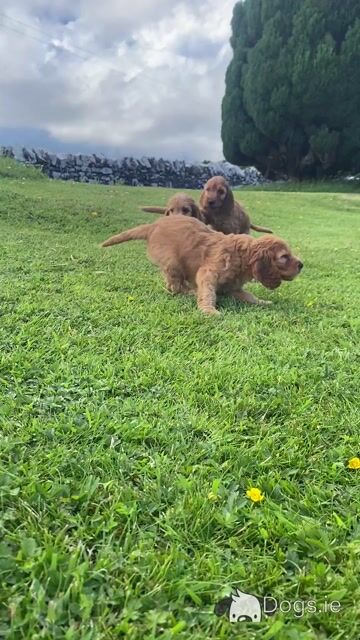 Miniature Irish Doodle puppies in Kilkenny - Video