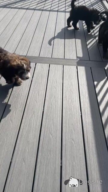 F1b Standard Bernadoodle puppies in Tipperary - Video