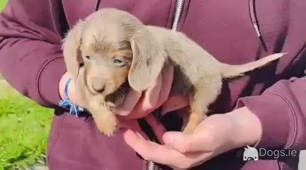 1 Fabulous Longcoat Isabella/Tan male Dachshund puppy left in Westmeath - Video