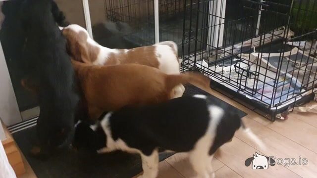 Cavalier King Charles Spaniel x Yorkshire Terrier puppies in Mayo - Video