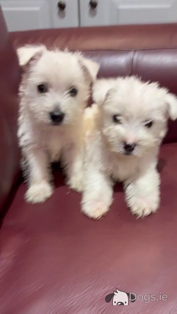 Beautiful West Highland Terrier puppies in Monaghan - Video