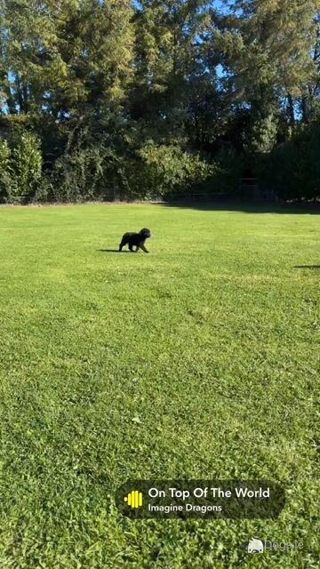 Unique Black & Black Sable Cavapoo puppies 🐶 in Carlow - Video