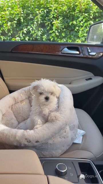 Beautiful IKC Registered (pending) Maltese puppies available in Dublin - Video