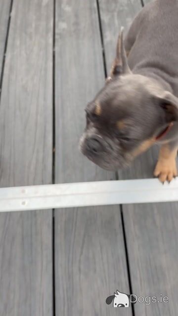 4 French Bulldog puppies in Dublin fully vaccinated 10/10/26 (Males are sold) - Video