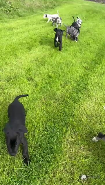 Great Dane puppies in Tipperary - Video